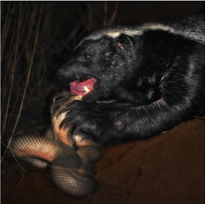 The Honey Badger enjoying a meal (take note of its long, sharp claws); Used with permission by Keith and Colleen Begg